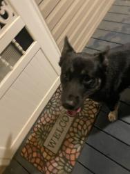 Found/Stray Male Dog last seen Near Covered Bridge Ln, Pisgah Forest, NC 28768