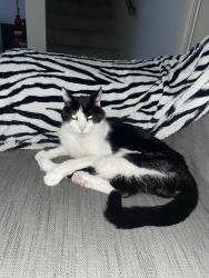 Lost Male Cat last seen Cottonwood and 232nd maple ridge , Maple Ridge, BC V2X 4W4