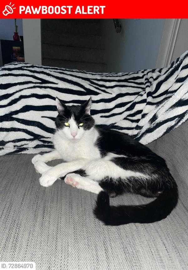 Lost Male Cat last seen Cottonwood and 232nd maple ridge , Maple Ridge, BC V2X 4W4