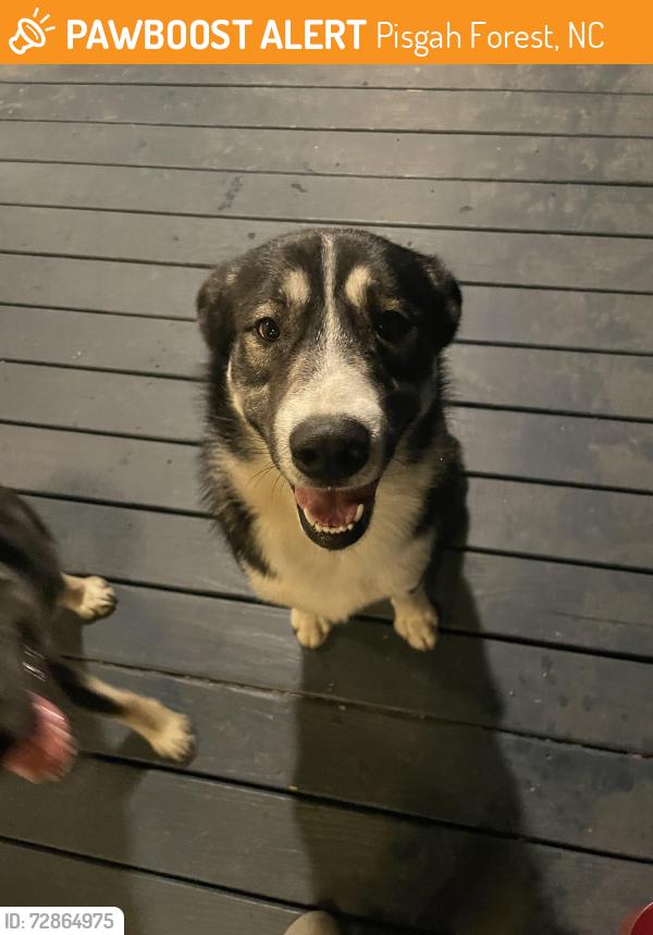Found/Stray Male Dog last seen Near Covered Bridge Ln, Pisgah Forest, NC 28768