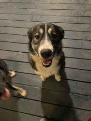 Found/Stray Male Dog last seen Near Covered Bridge Ln, Pisgah Forest, NC 28768