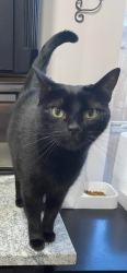 Lost Female Cat last seen River trails blvd , Fort Worth, TX 76118
