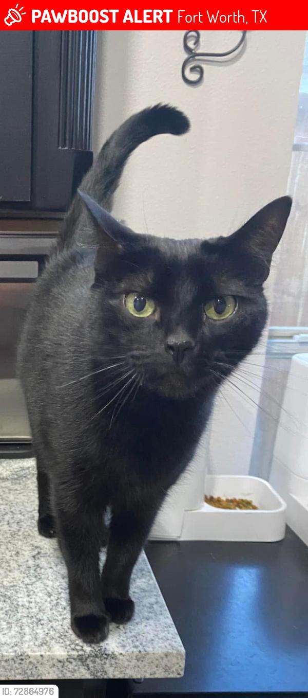 Lost Female Cat last seen River trails blvd , Fort Worth, TX 76118