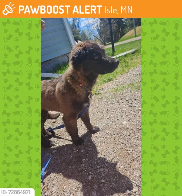 Found/Stray Male Dog last seen  115th lane Redtop CR60, Isle, MN 56342