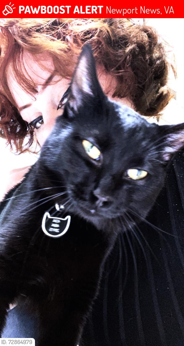 Lost Male Cat last seen Near Musket Road , Newport News, VA 23603