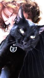 Lost Male Cat last seen Near Musket Road , Newport News, VA 23603