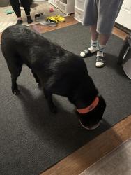 Found/Stray Male Dog last seen Bruce Randolph , Denver, CO 80205