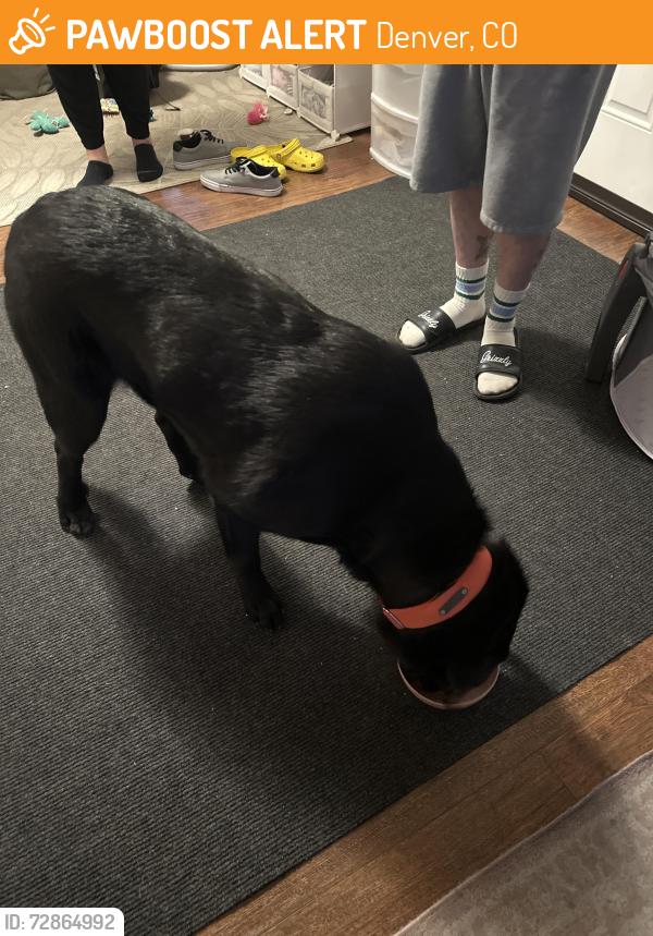 Found/Stray Male Dog last seen Bruce Randolph , Denver, CO 80205