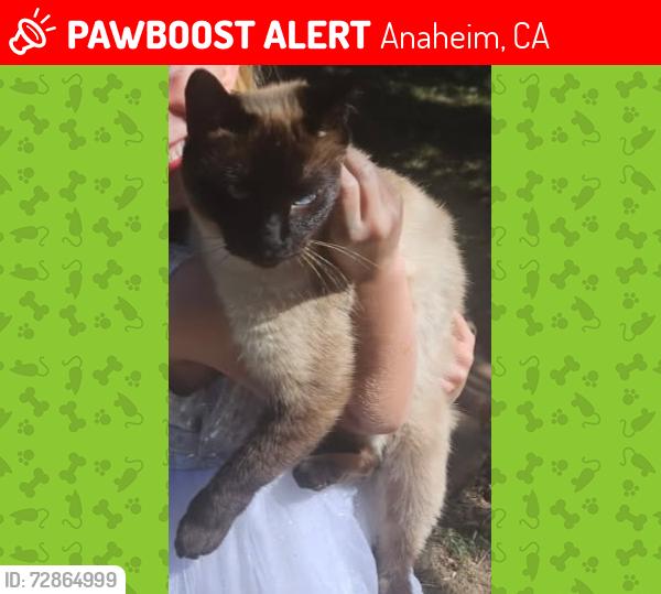 Lost Male Cat last seen Ventura and falmouth, Anaheim, CA 92801