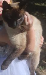 Lost Male Cat last seen Ventura and falmouth, Anaheim, CA 92801