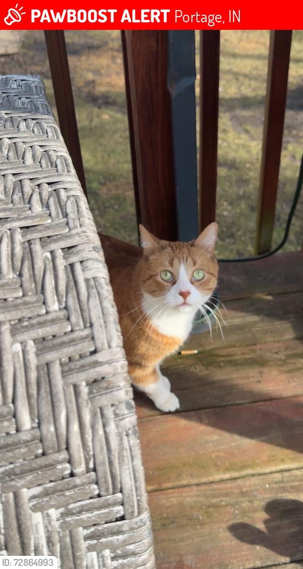 Lost Male Cat last seen Lamar ave , Portage, IN 46368