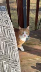 Lost Male Cat last seen Lamar ave , Portage, IN 46368