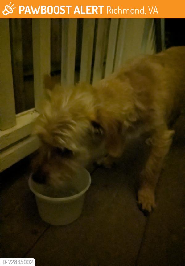 Found/Stray Male Dog last seen Custer Street and Woodcliff Ave , Richmond, VA 23222
