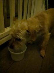 Found/Stray Male Dog last seen Custer Street and Woodcliff Ave , Richmond, VA 23222