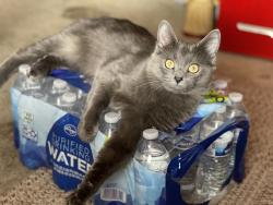 Lost Female Cat last seen Near Hannah Todd Place, Lexington, KY 40509