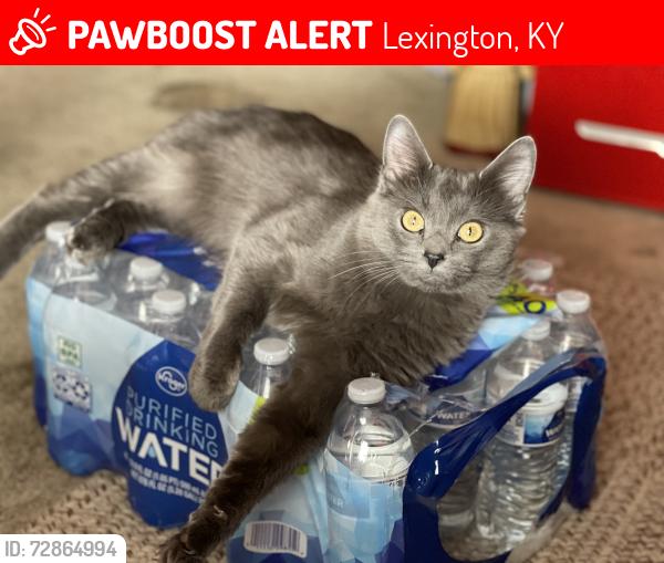 Lost Female Cat last seen Near Hannah Todd Place, Lexington, KY 40509