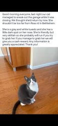 Reunited Female Cat last seen Ross Rd, Bethlehem, PA 18020