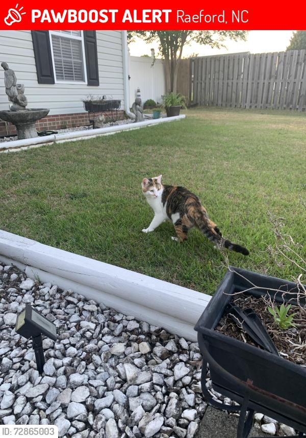 Lost Female Cat last seen North Parker Church Road Liberty Point Subdivision , Raeford, NC 28376