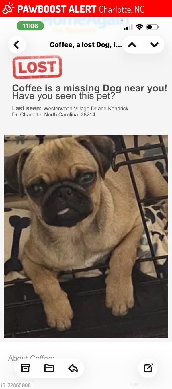 Lost Female Dog last seen Near West Meck High/Tuckaseegee area, Charlotte, NC 28214