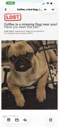 Lost Female Dog last seen Near West Meck High/Tuckaseegee area, Charlotte, NC 28214