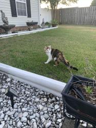 Lost Female Cat last seen North Parker Church Road Liberty Point Subdivision , Raeford, NC 28376