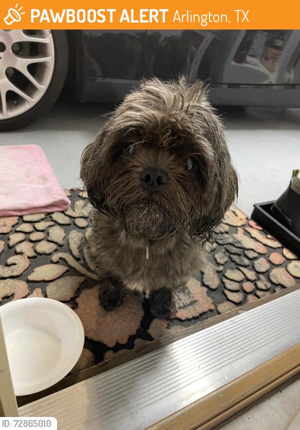 Found/Stray Female Dog last seen Spring creek, Arlington, TX 76017