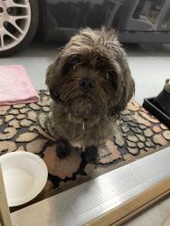 Found/Stray Female Dog last seen Spring creek, Arlington, TX 76017