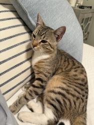 Lost Male Cat last seen West Hampton neighborhood , Martinez, GA 30907