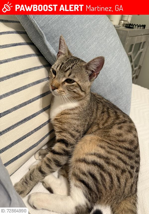 Lost Male Cat last seen West Hampton neighborhood , Martinez, GA 30907