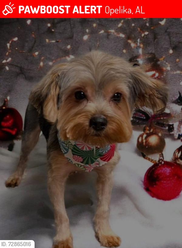 Lost Female Dog last seen Lee road 922, Opelika, AL 36804