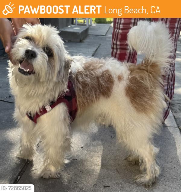 Found/Stray Male Dog last seen Artesia and Brayton , Long Beach, CA 90805