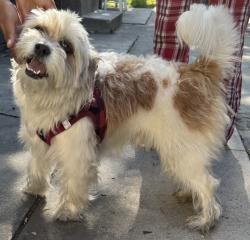 Found/Stray Male Dog last seen Artesia and Brayton , Long Beach, CA 90805