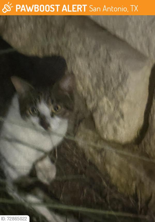 Found/Stray Female Cat last seen Crosswind apmt , San Antonio, TX 78247