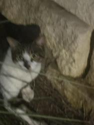 Found/Stray Female Cat last seen Crosswind apmt , San Antonio, TX 78247