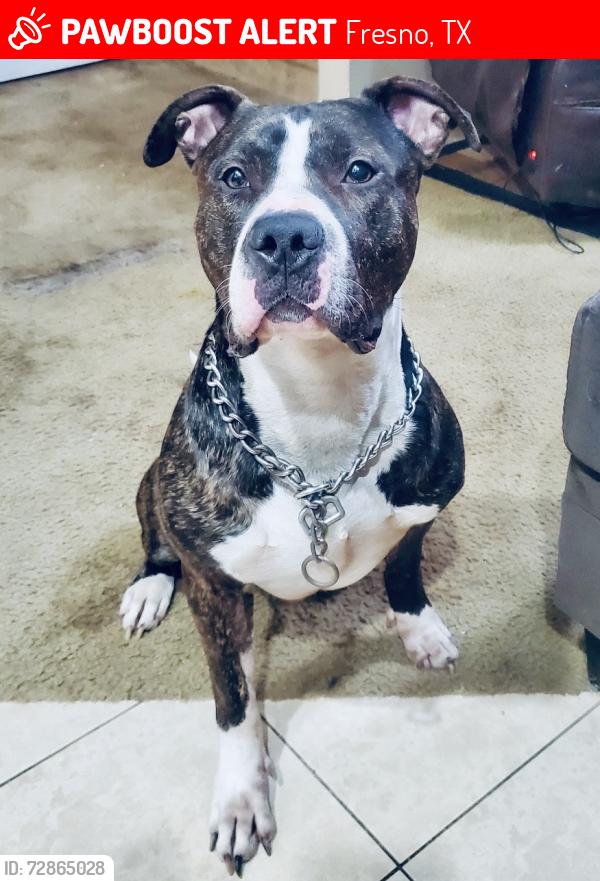 Lost Male Dog last seen Teal run , Fresno, TX 77545