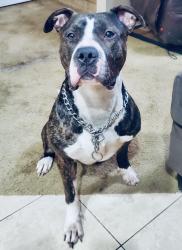 Lost Male Dog last seen Teal run , Fresno, TX 77545