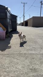 Found/Stray Male Dog last seen Orange Grove and Fairplex, Pomona, CA 91768