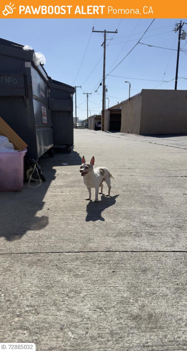 Found/Stray Male Dog last seen Orange Grove and Fairplex, Pomona, CA 91768