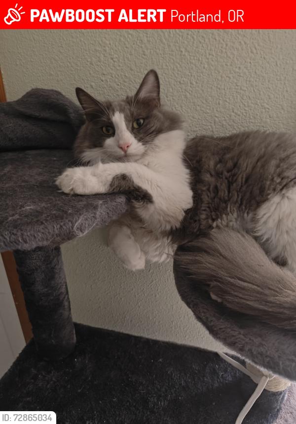 Lost Male Cat last seen Sandy Blvd. , Portland, OR 97213