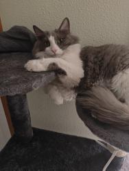Lost Male Cat last seen Sandy Blvd. , Portland, OR 97213