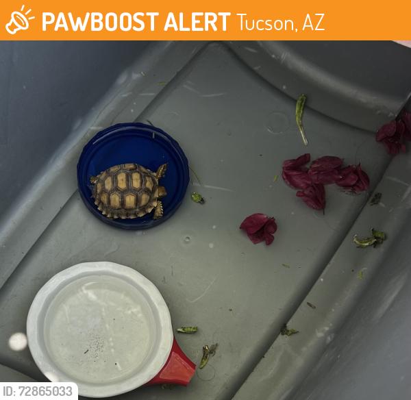 Found/Stray Unknown Reptile last seen Grant and Fairview, Tucson, AZ 85705