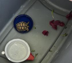 Found/Stray Unknown Reptile last seen Grant and Fairview, Tucson, AZ 85705