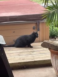 Found/Stray Unknown Cat last seen Lakewood and Preston, Denison, TX 75020