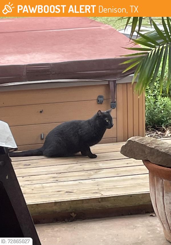 Found/Stray Unknown Cat last seen Lakewood and Preston, Denison, TX 75020