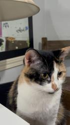 Lost Female Cat last seen 75th and flint st, Shawnee, KS 66214