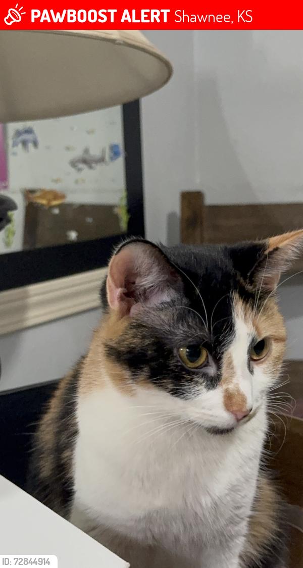 Lost Female Cat last seen 75th and flint st, Shawnee, KS 66214