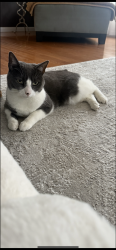 Reunited Female Cat last seen Carter Rd , Bethlehem, PA 18020