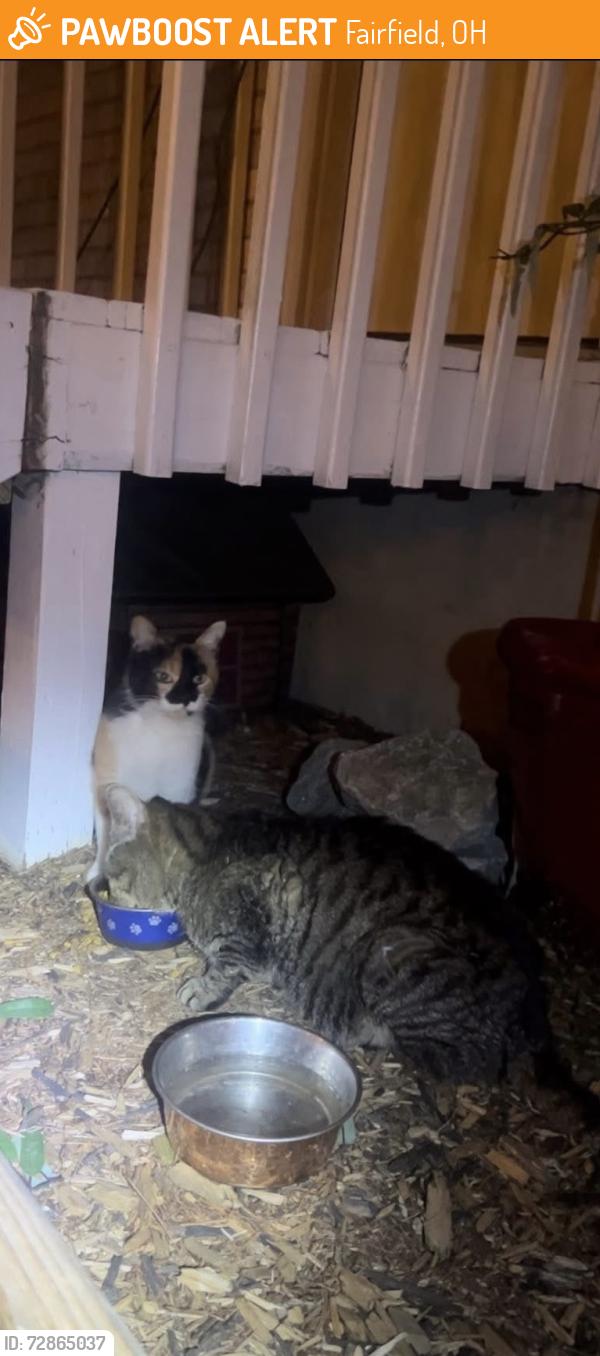 Found/Stray Unknown Cat last seen Furfield Dog Park, Fairfield, OH 45014