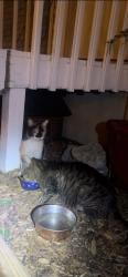 Found/Stray Unknown Cat last seen Furfield Dog Park, Fairfield, OH 45014