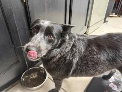Found/Stray Female Dog last seen Box canyon , Temple, TX 76502